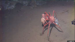 Image of Many spined king crab