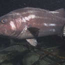 Image of Striped giant seabass