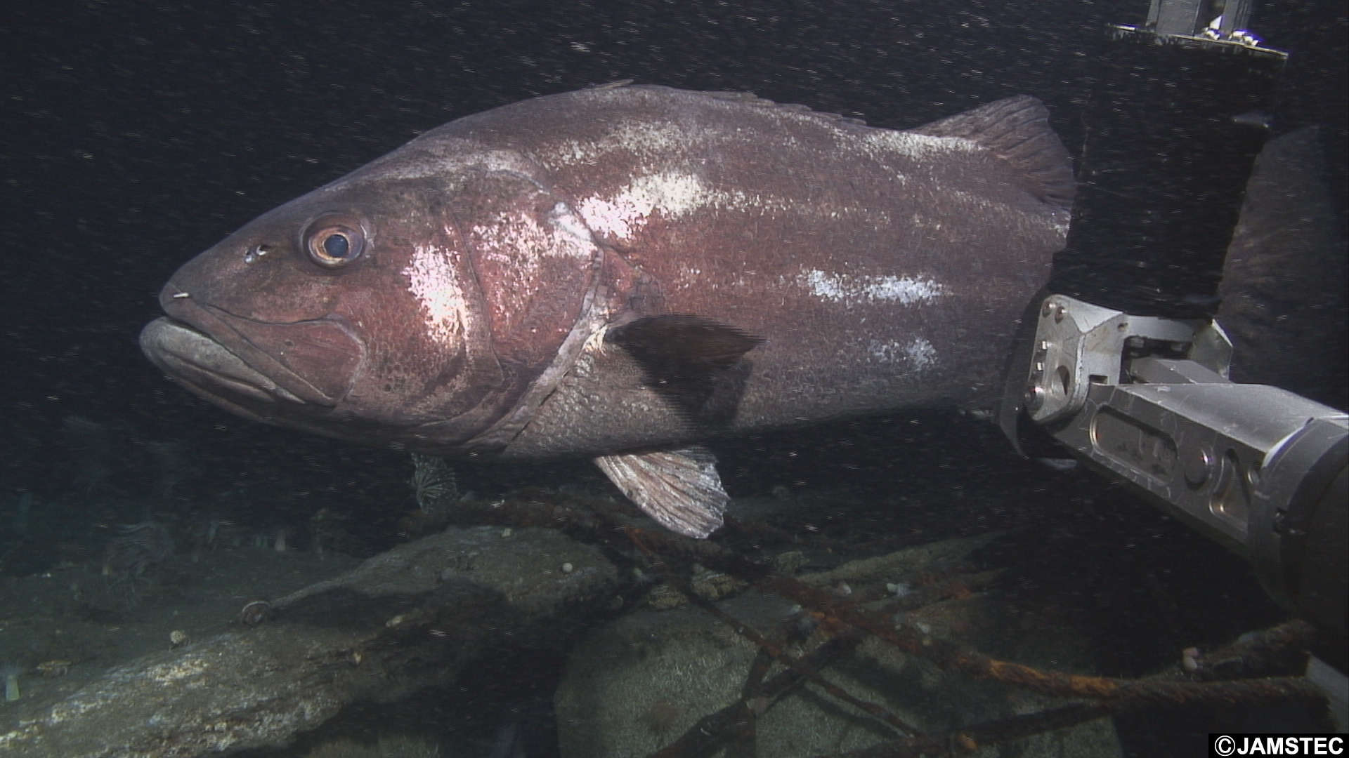 Image of wreckfishes