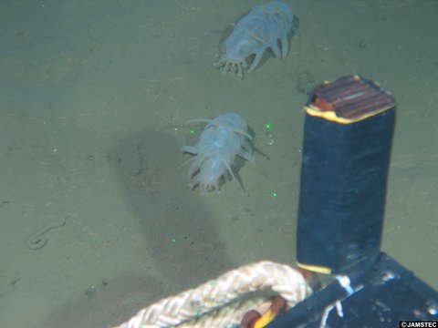 Image of Sea Pigs