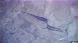 Image of duckbill eels