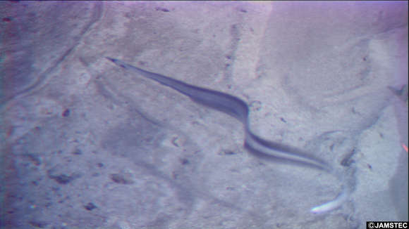 Image of duckbill eels