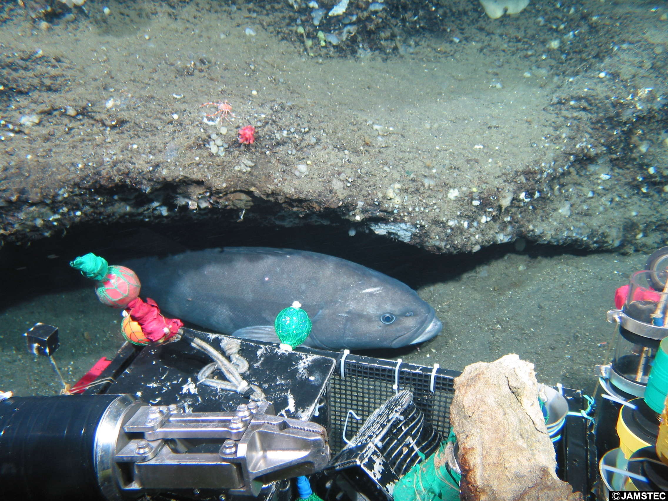 Image of sablefishes