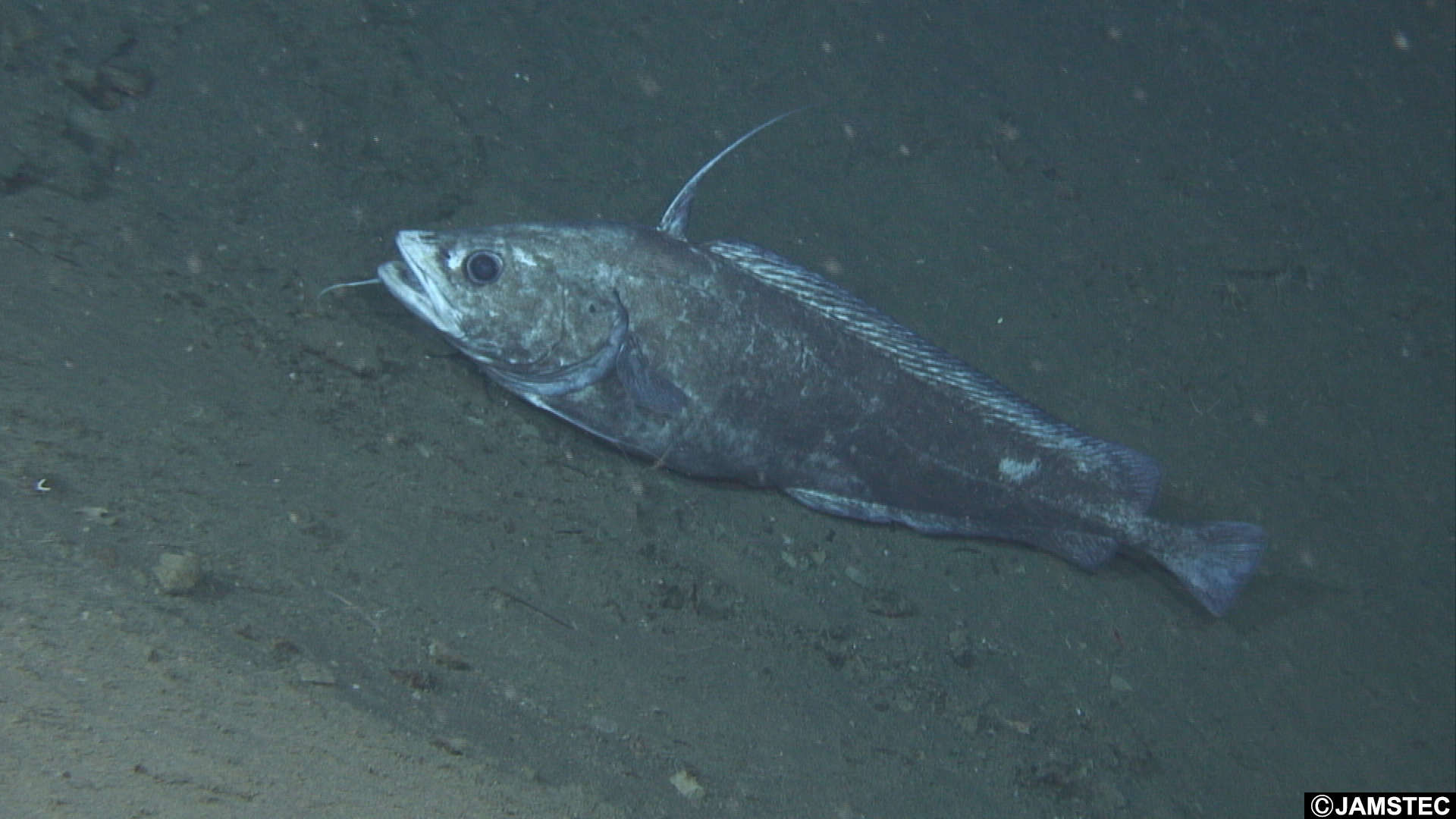 Image of codlings