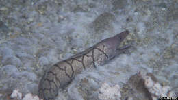 Image of Y-bar moray