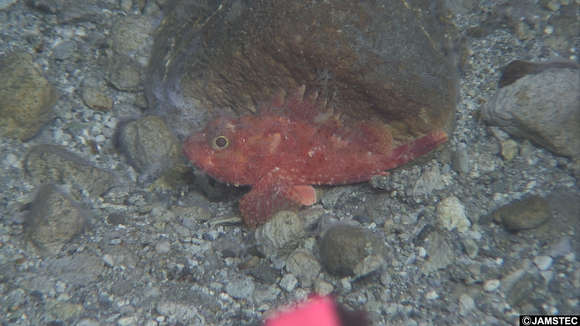 Image of Scorpaenoidei