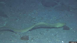 Image of true eels