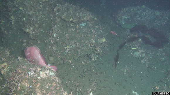 Image of Angry rockfish