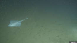 Image of ray