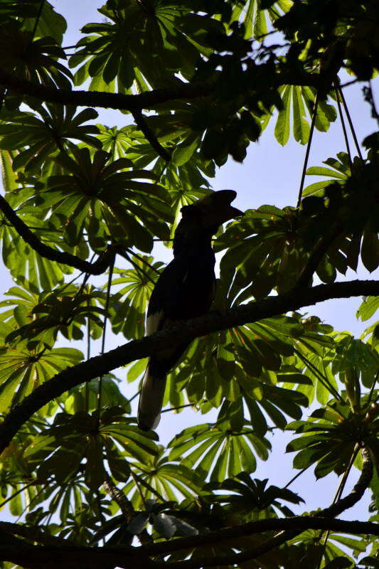 Image of Black-and-white Casqued Hornbill