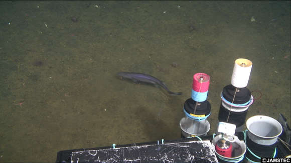 Image of squaliform sharks