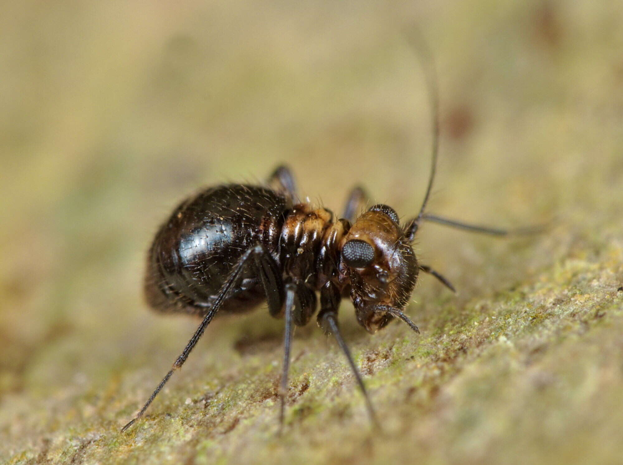 Image of Bertkauia lucifuga (Rambur 1842)