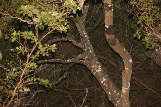 Image of New Caledonia Giant Gecko