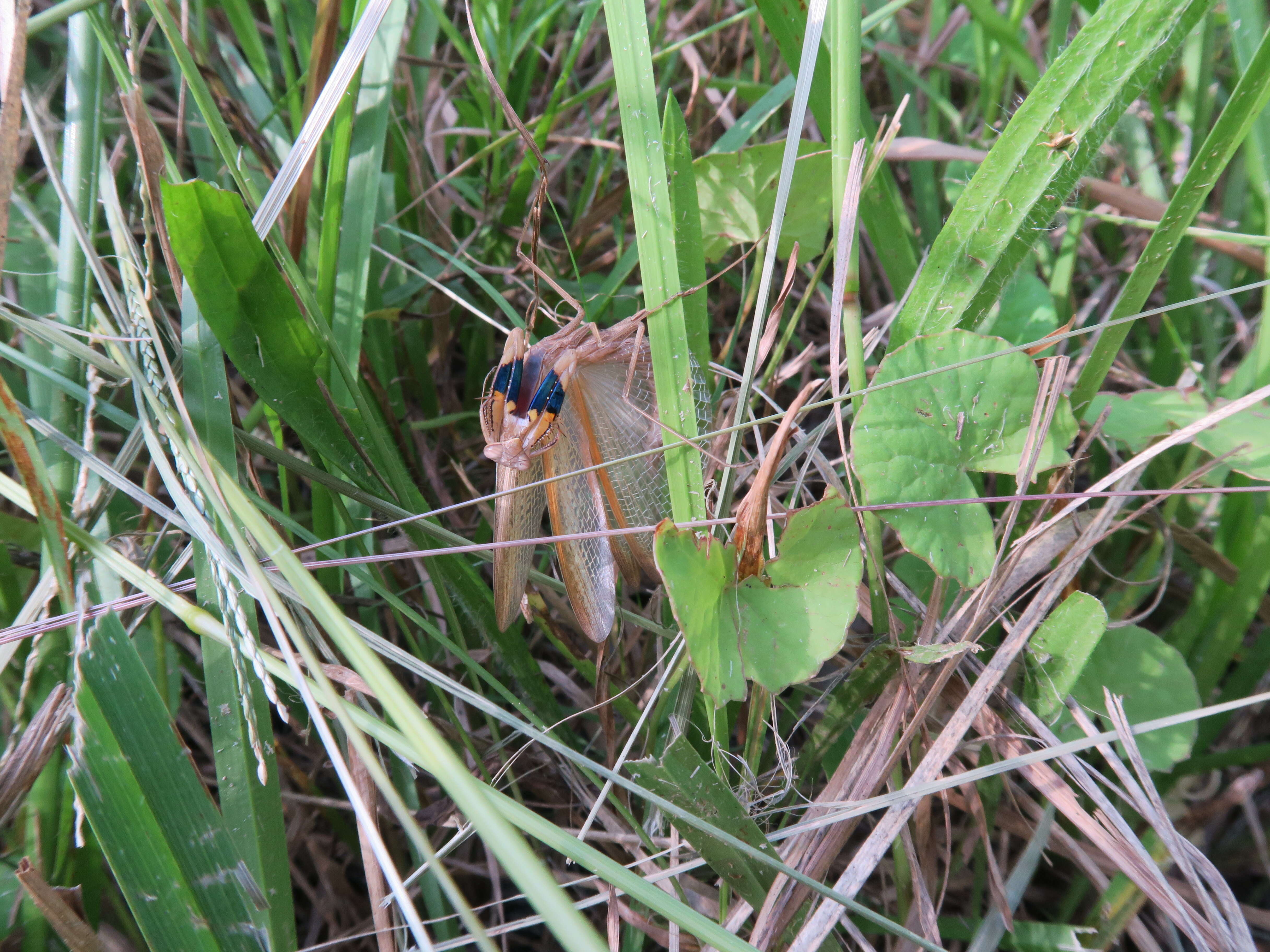 Слика од Statilia apicalis Saussure 1871