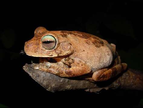 Image of Chirique-Flusse Treefrog