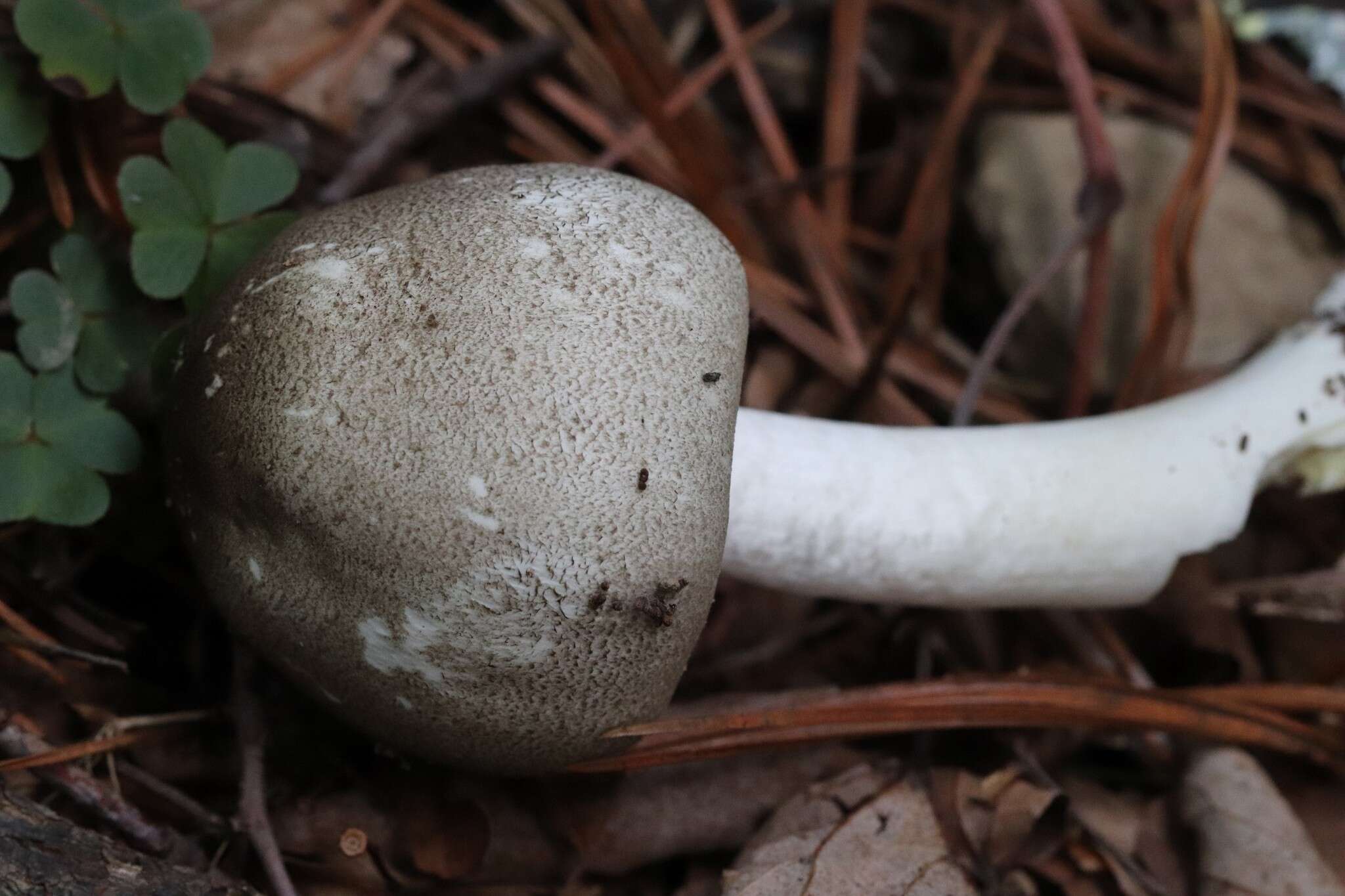 Image of Dark scaled mushroom