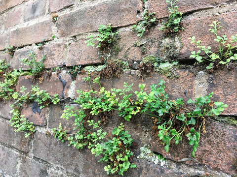 Image of Wall-rue