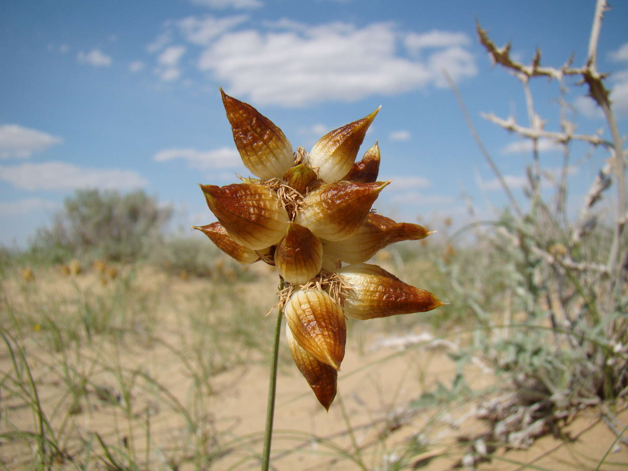 Image of Carex physodes M. Bieb.