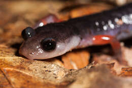 Image of Red-legged Salamander
