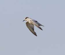 Image of Whiskered Tern