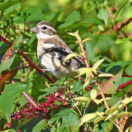 Image of Rose-breasted Grosbeak