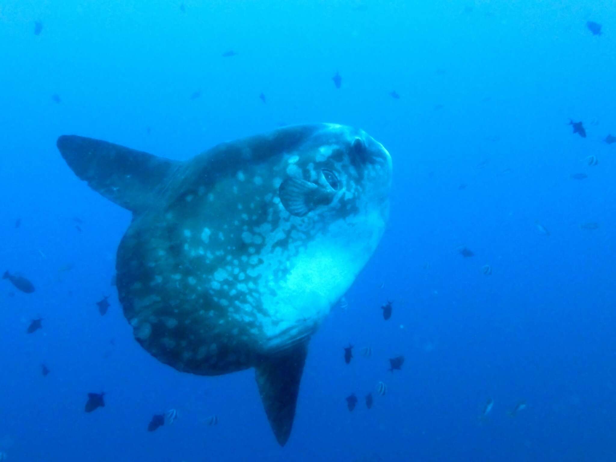 Image of Mola alexandrini