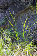 Image of spike fescue