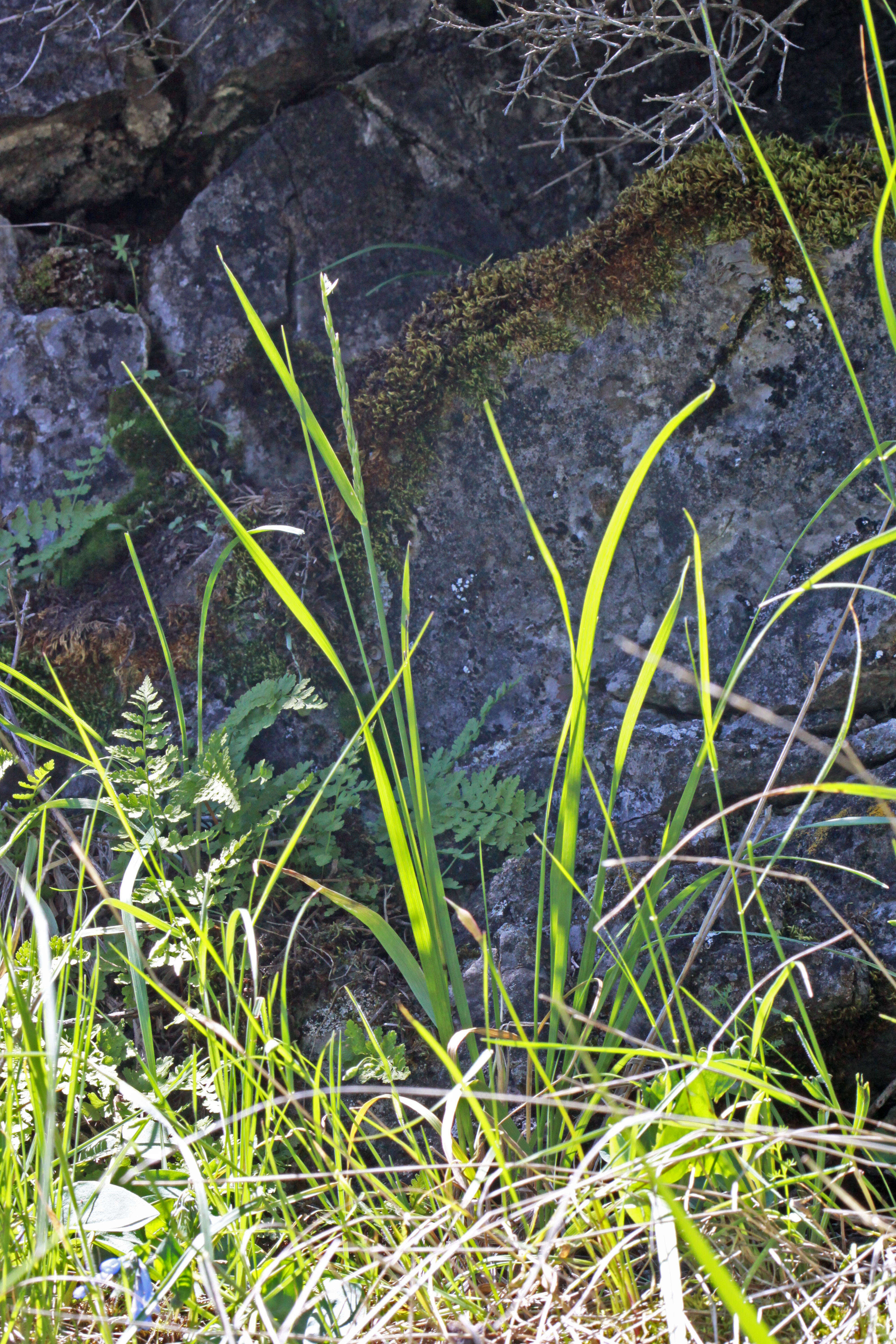 Image of spike fescue