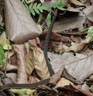 Image of Orange-collared Keelback