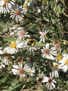 Image of Aster Andrena