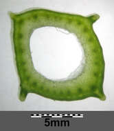 Image of Broad Bean