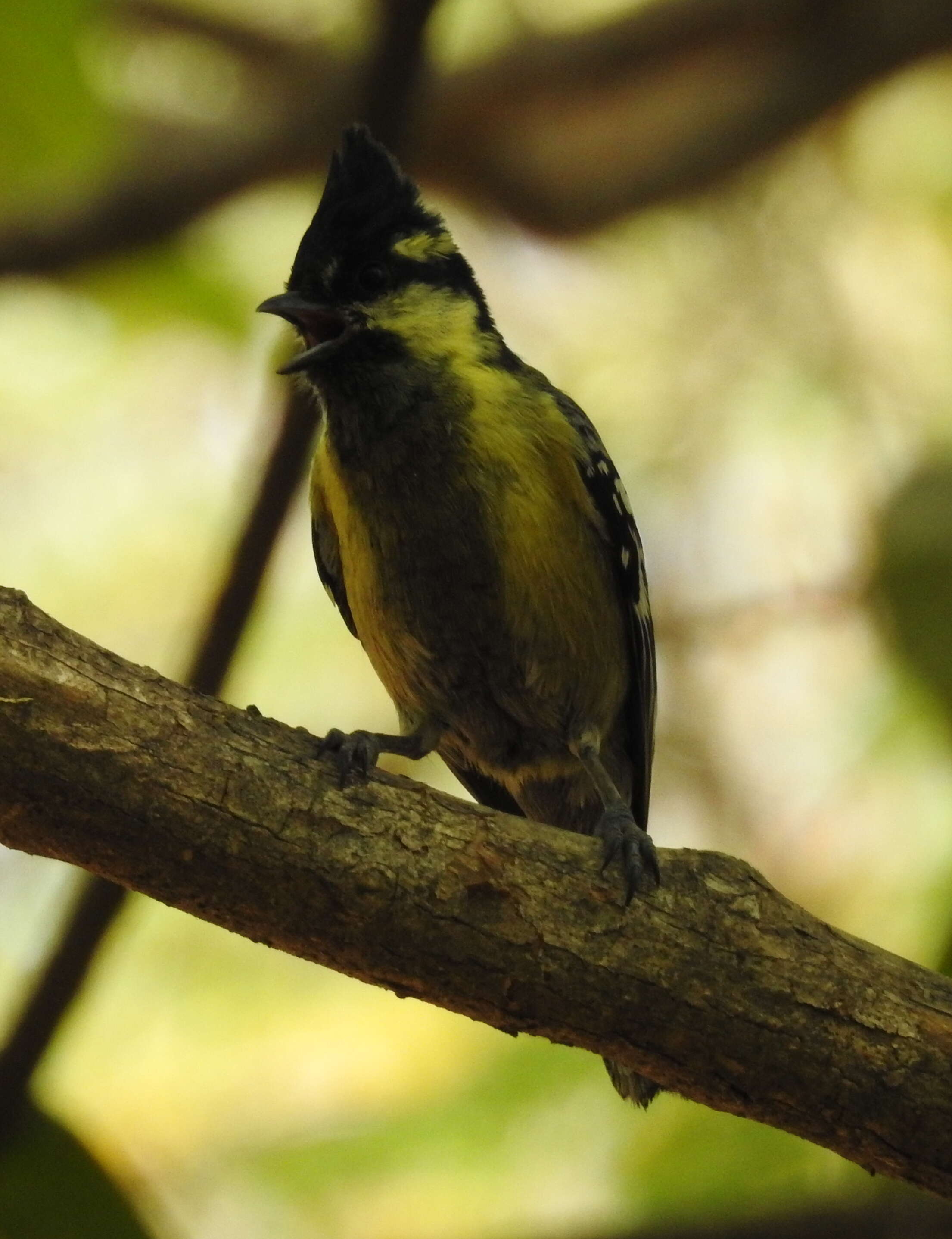 Image de Mésange jaune