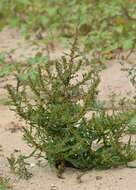 Rumex palustris Sm. resmi