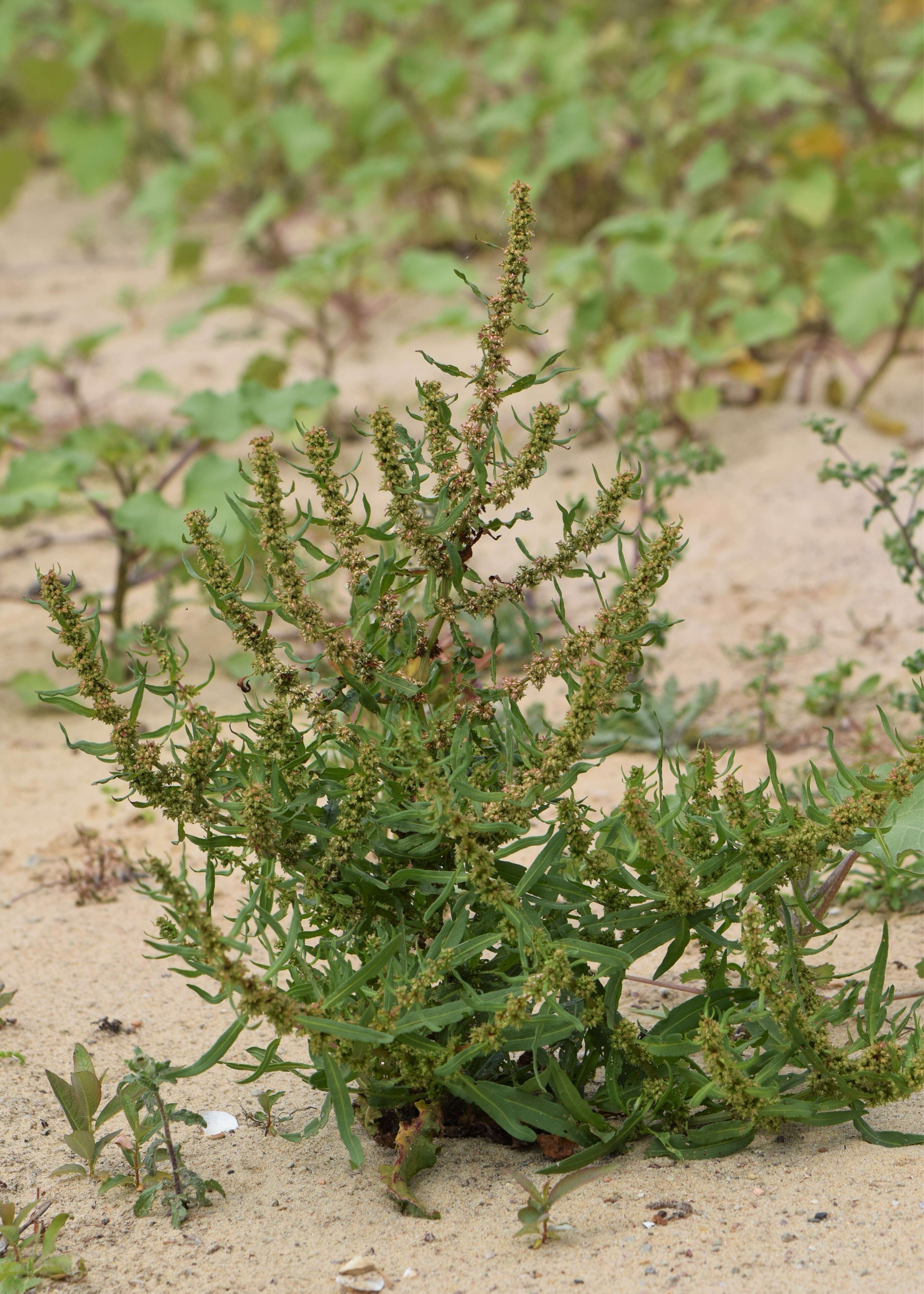 Rumex palustris Sm. resmi