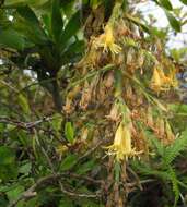 Image de Dracaena fernaldii (H. St. John) Jankalski