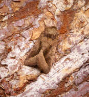 Image of rosy rustic