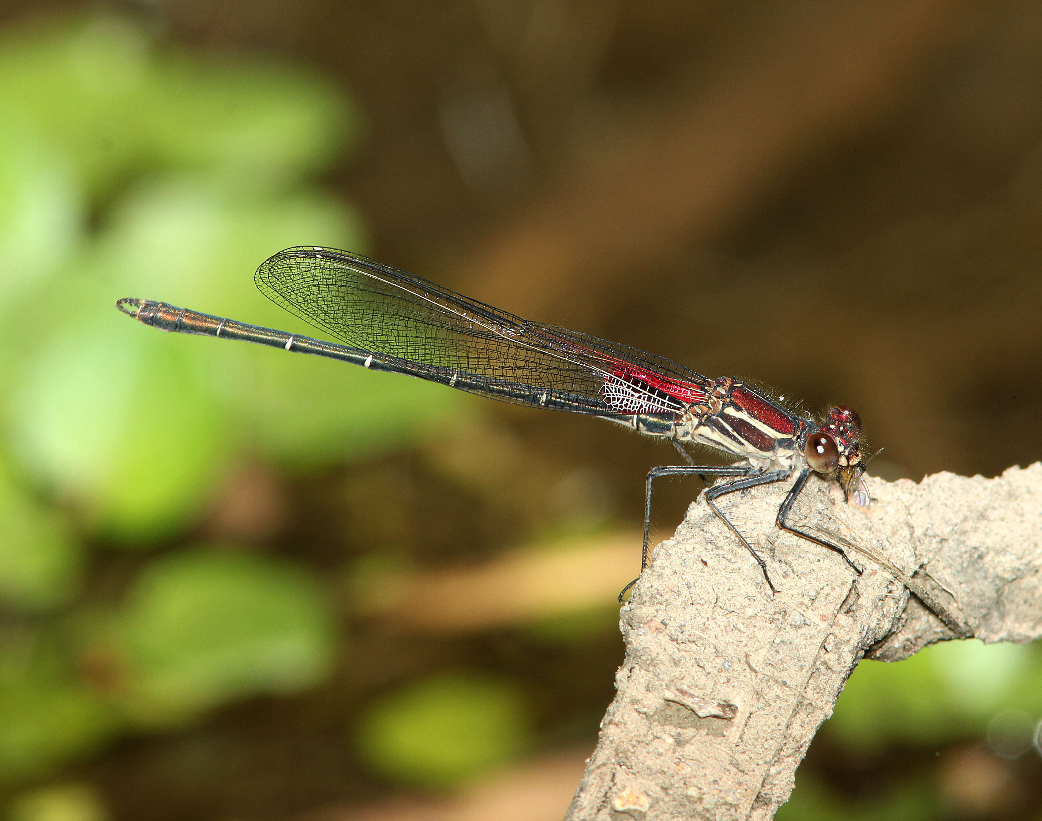 Imagem de Hetaerina vulnerata Hagen ex Selys 1853