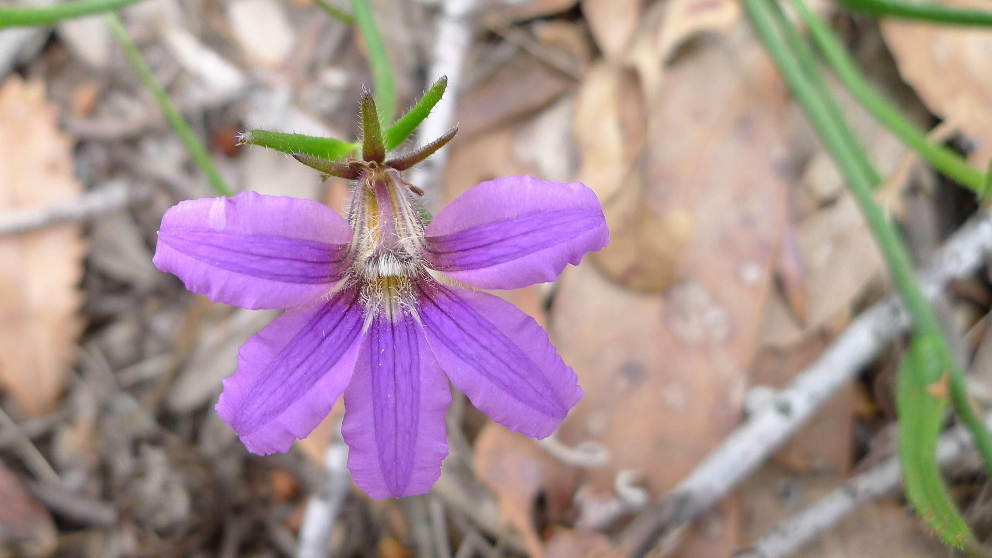 Image of Scaevola ramosissima (Smith) K. Krause