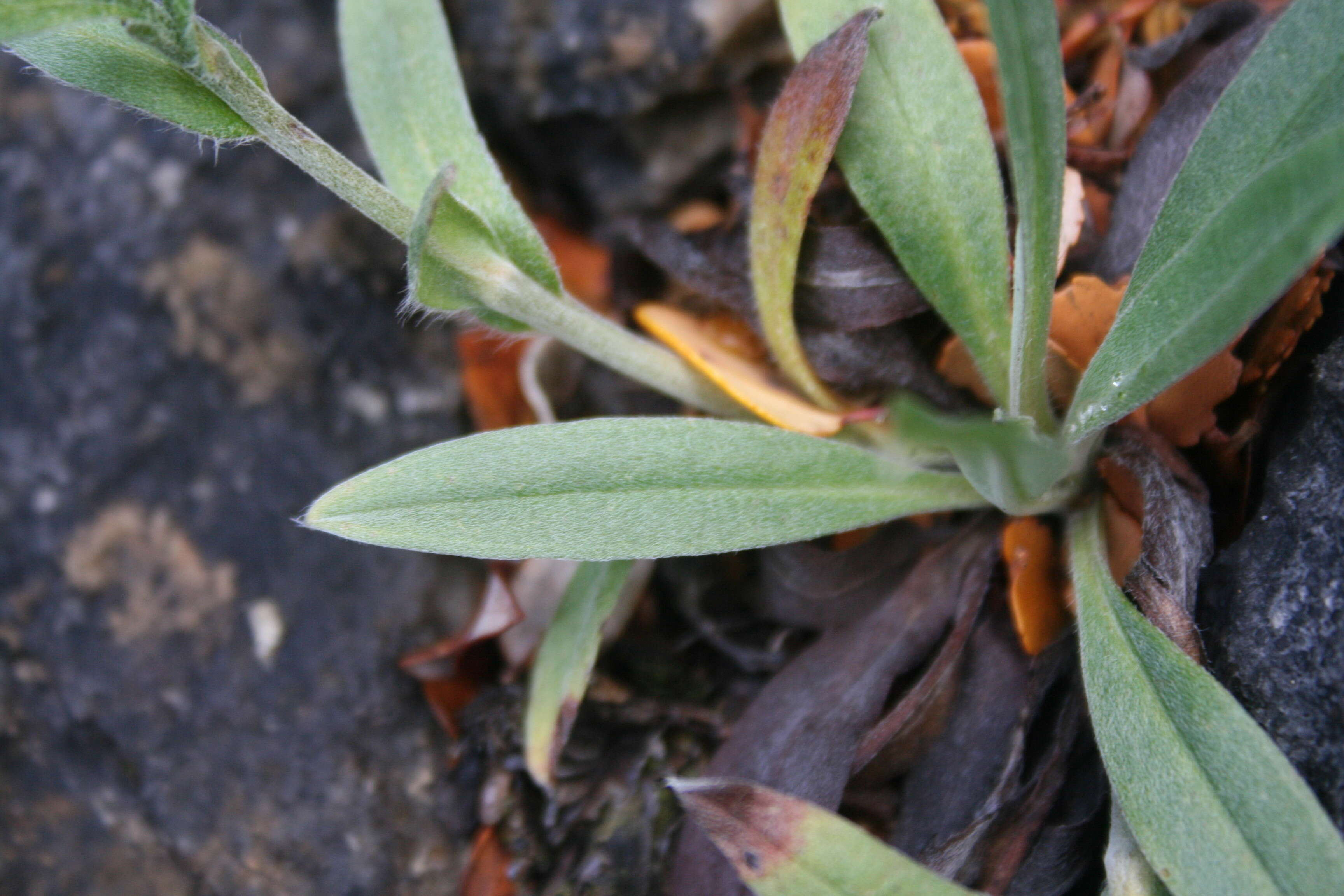 Image of Myosotis concinna Cheesem.