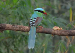 Image of Common Green Magpie