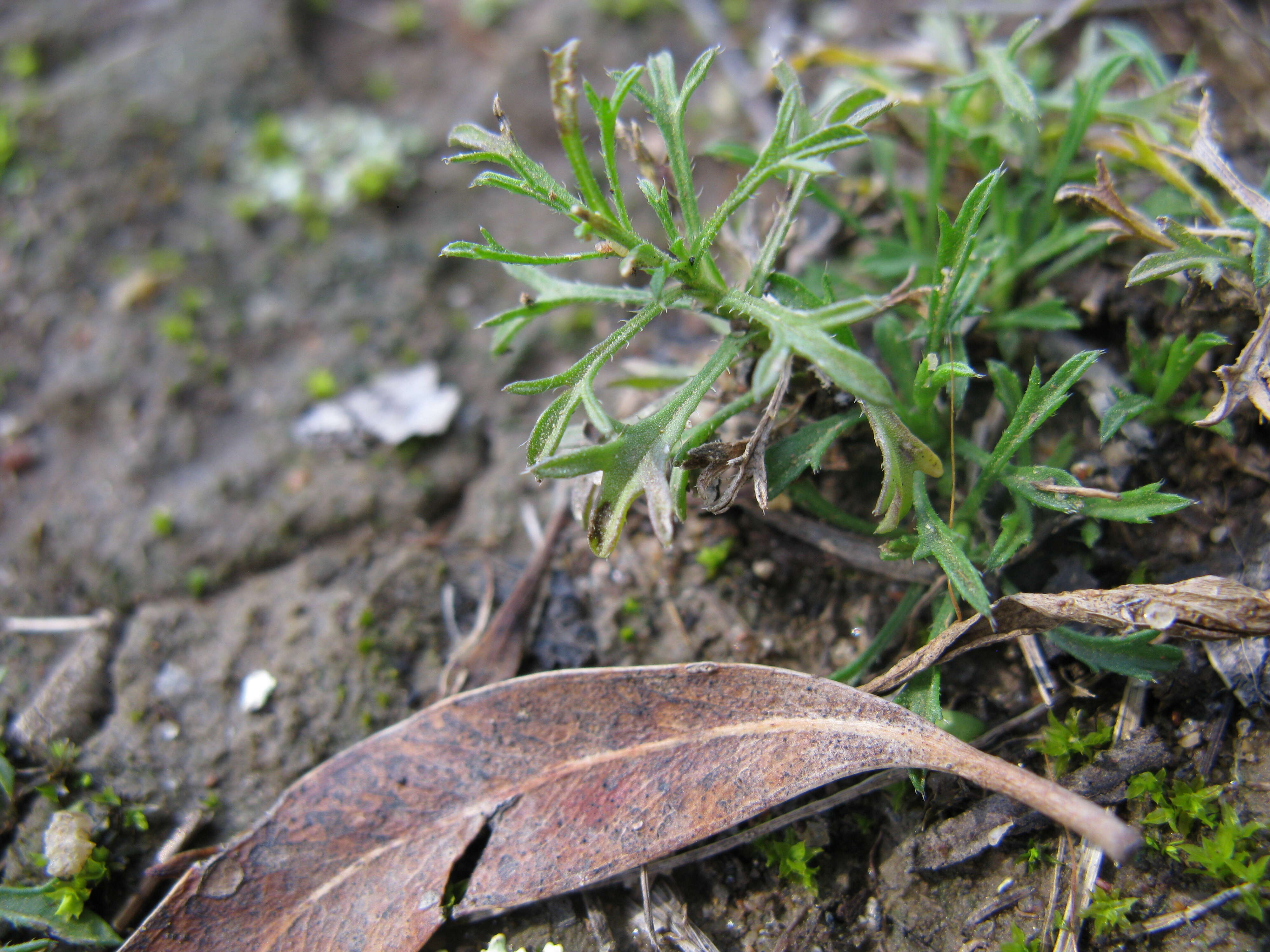 Image of Vittadinia muelleri N. T. Burbidge