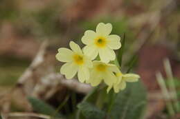 Image of oxlip