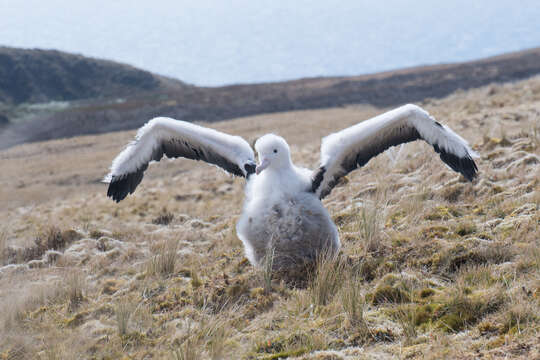 Image of Amsterdam Albatross