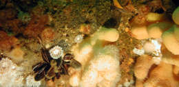 Image of Alcyoniidae Lamouroux 1812