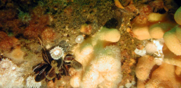 Imagem de Alcyoniidae Lamouroux 1812