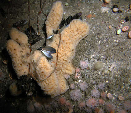 Image of caryophylliid corals