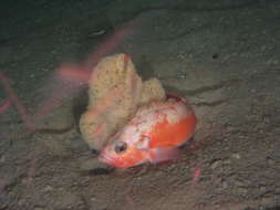 Image of norway haddock