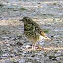 Image of Amami Thrush