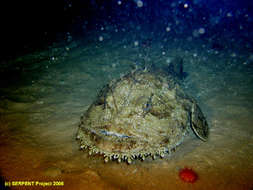 Image of Monkfishes