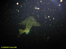 Image of Monkfishes